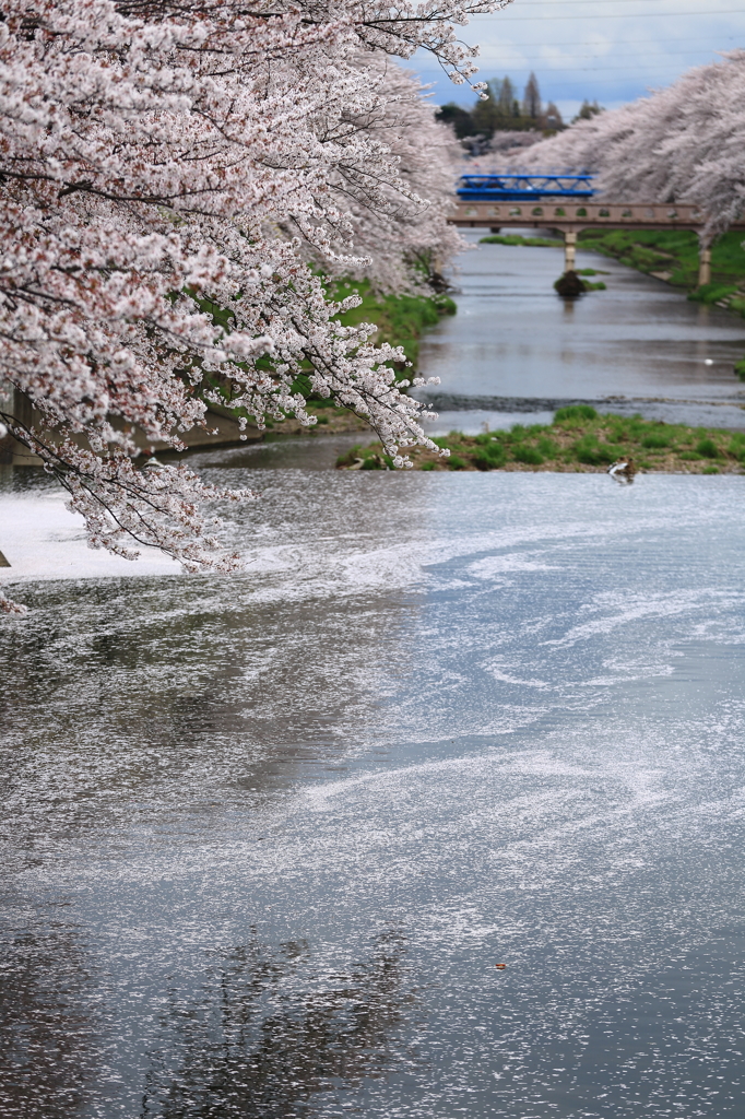 桜流