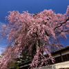 栖林寺のしだれ