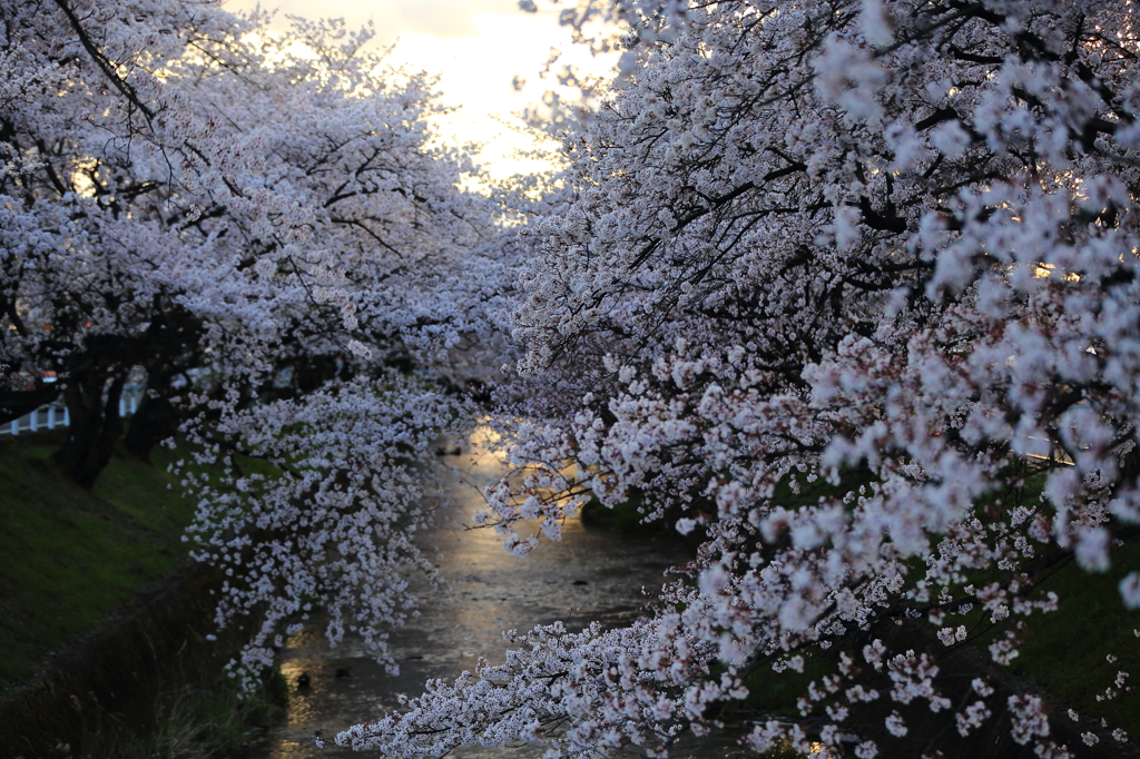 花冷えの夕暮れ