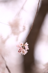 一枝の桜