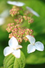 山紫陽花