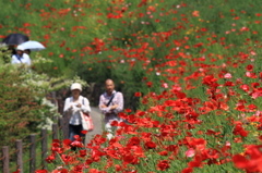 花日より