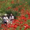 花日より