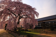 夕暮れ桜