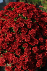 秋の紅菊