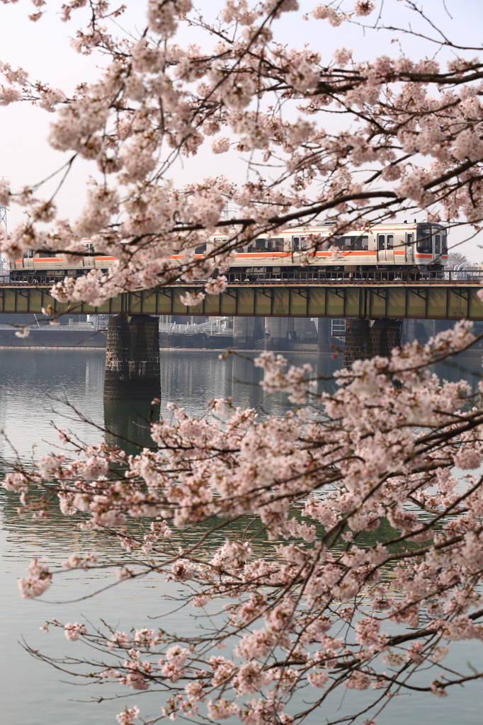 桜キハ