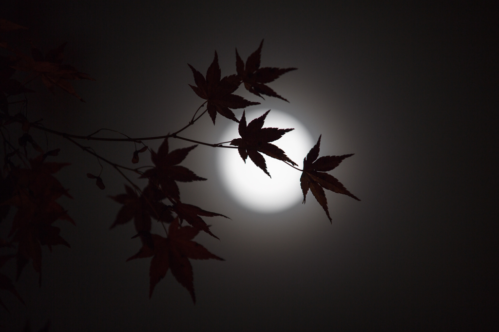 秋の月夜の下で