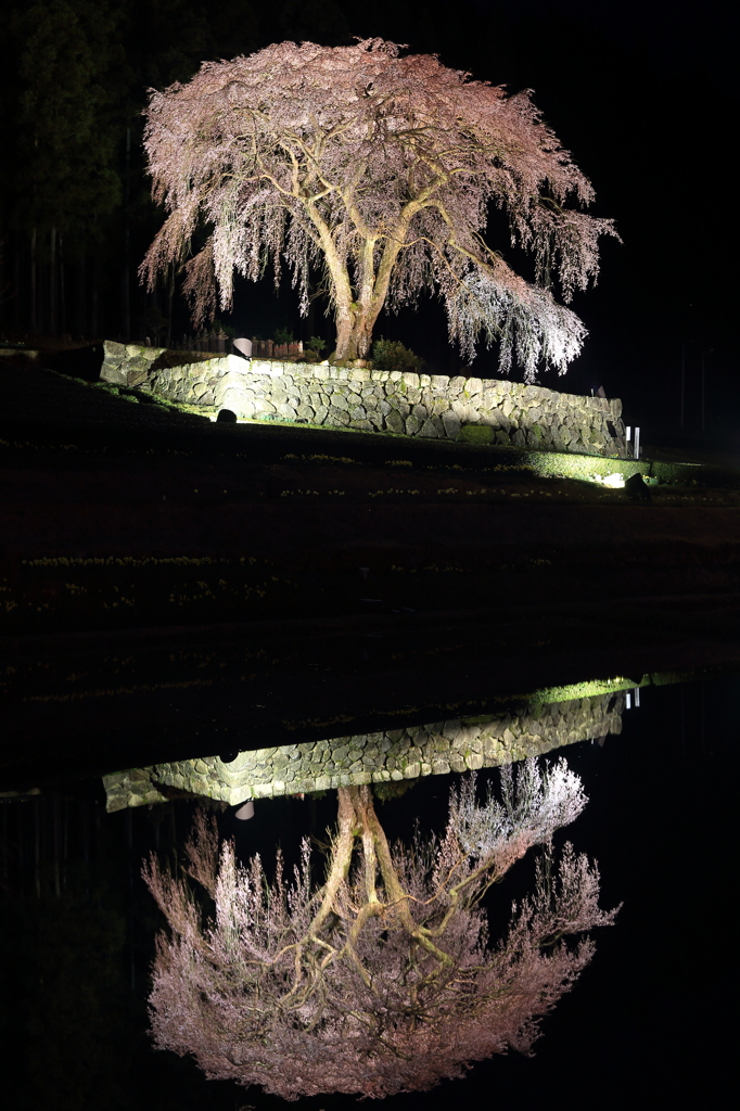 クラゲ桜2015