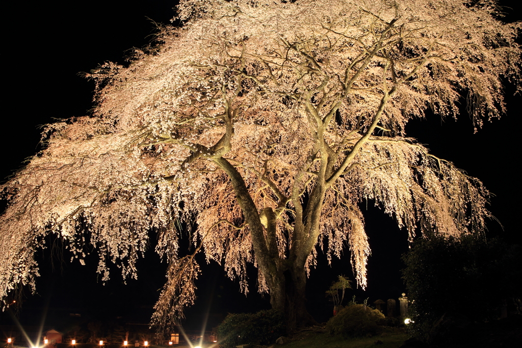 桜城