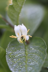 道中の花々-04