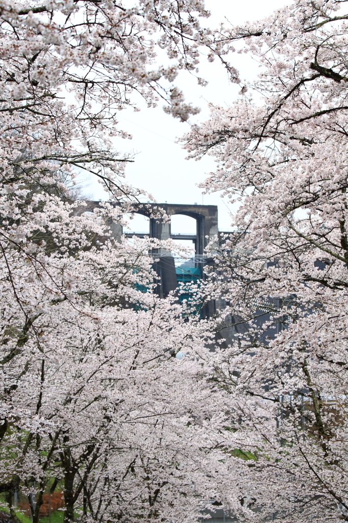 桜ダム