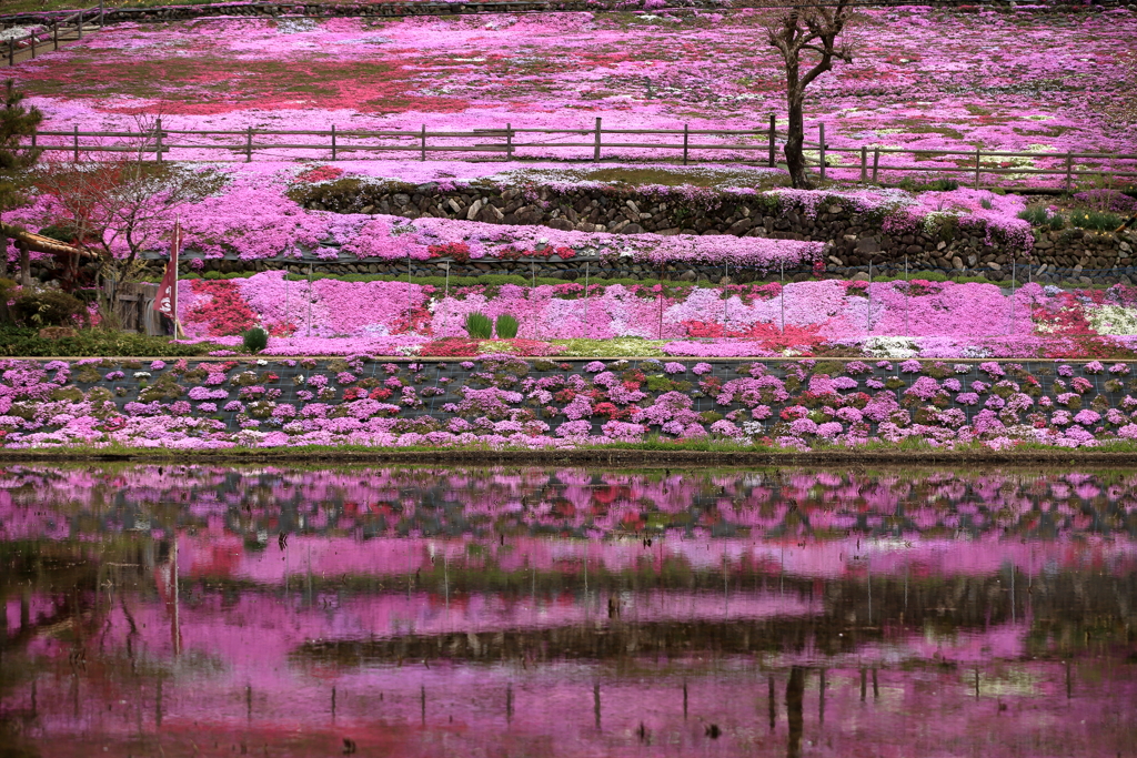 春の絨毯