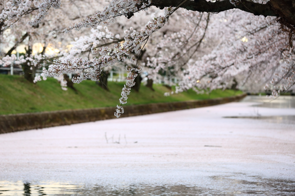 SAKURA Carpet