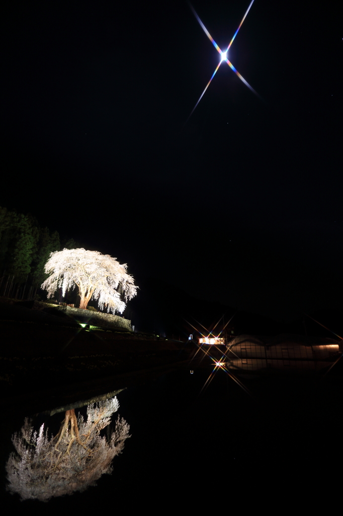 欲張り夜桜