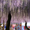 藤まつり