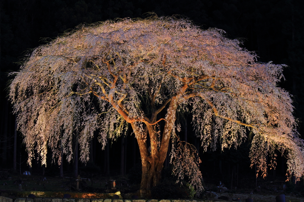 クラゲ桜2012