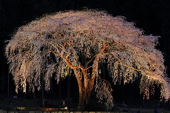 クラゲ桜2012