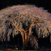 クラゲ桜2012