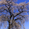 石塚桜-南アルプスの望んで-