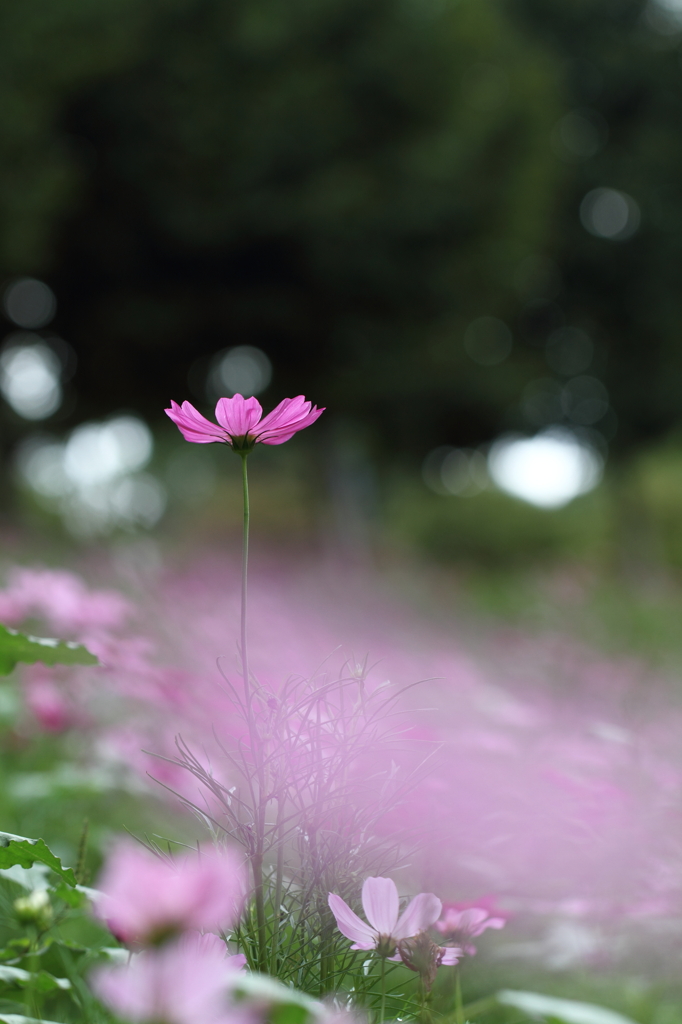 秋桜の季節