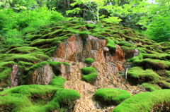 苔の棚田