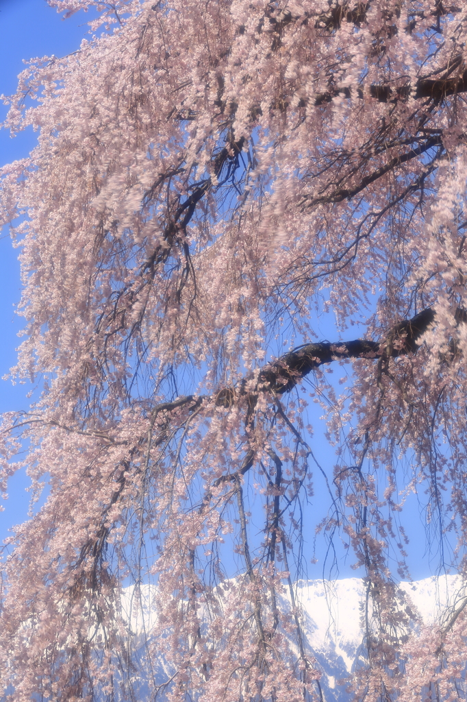 吉瀬の春