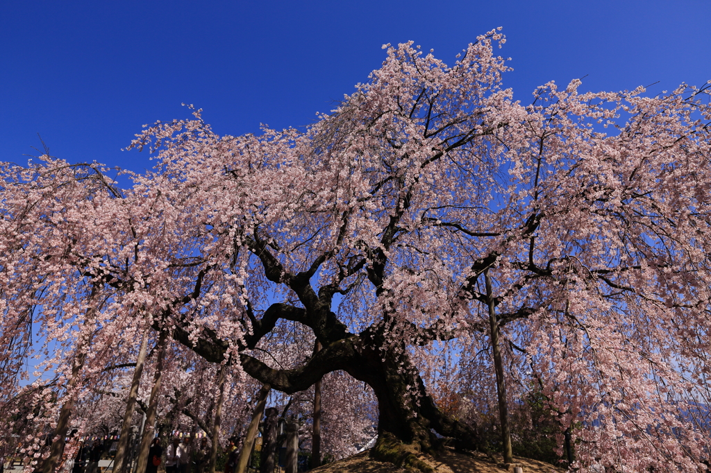 舞台桜