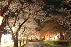 夜桜街道