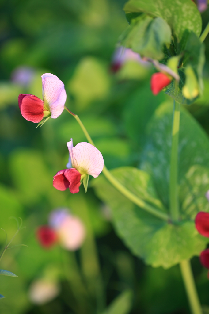 実りの花