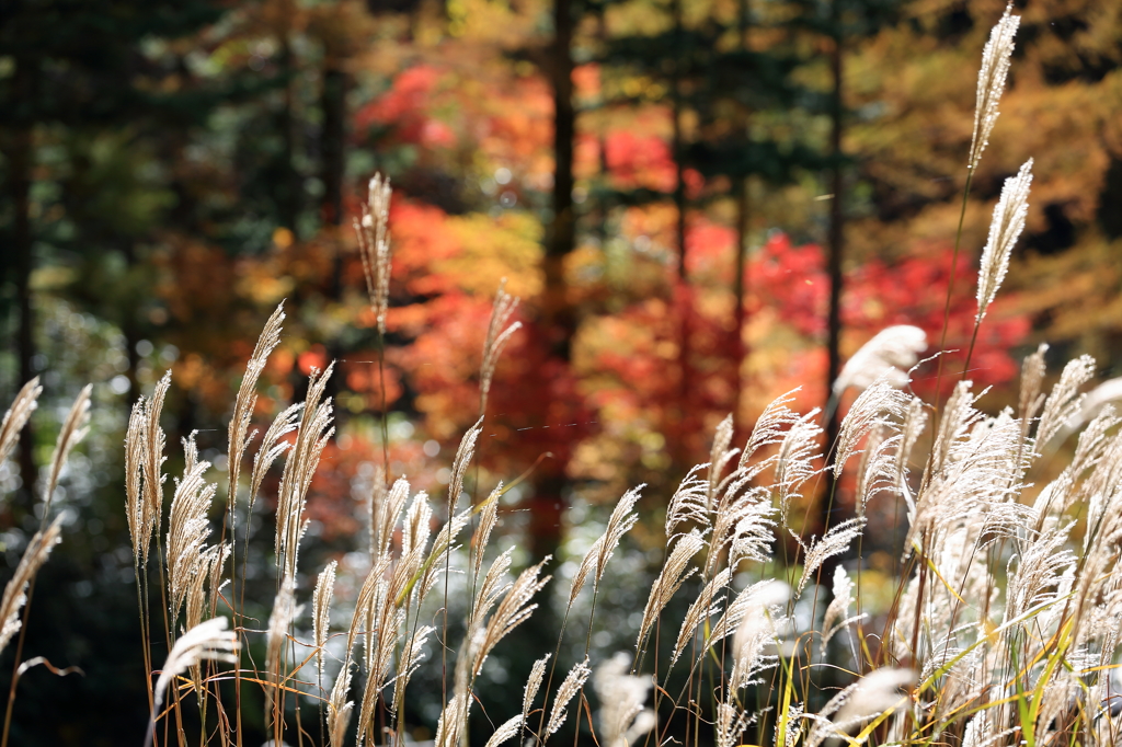 秋の尾花