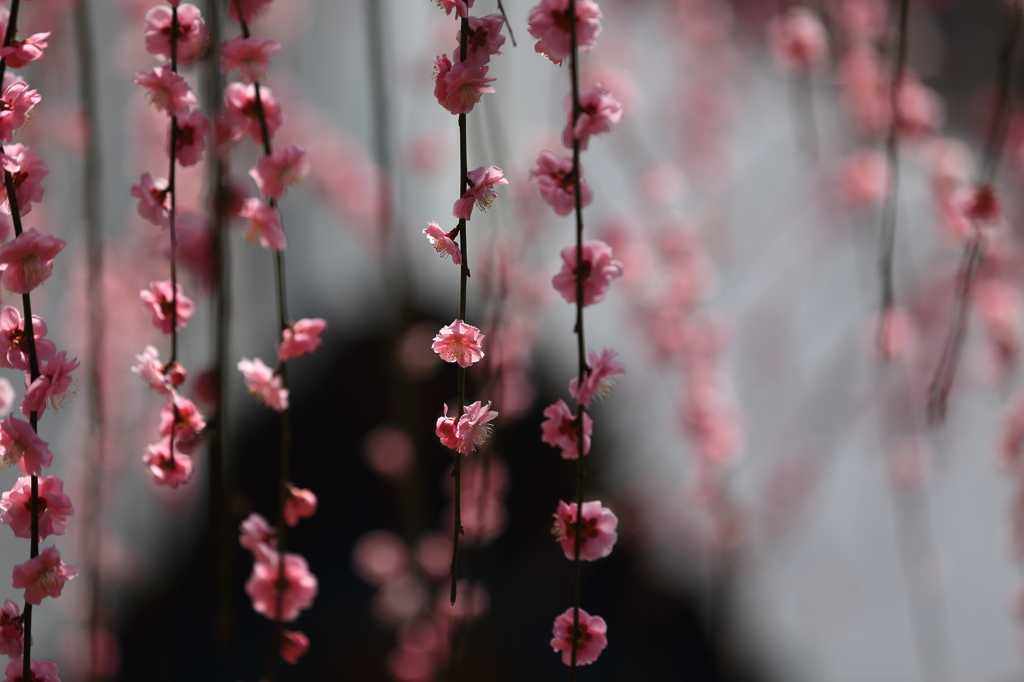 春告草