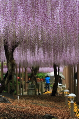 雨にも負けず