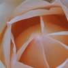 薔薇の宝石箱