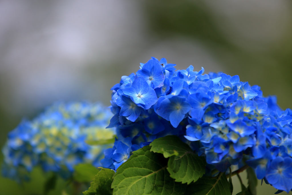 紫陽花