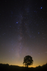 コナラと夜空