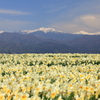Narcissus
