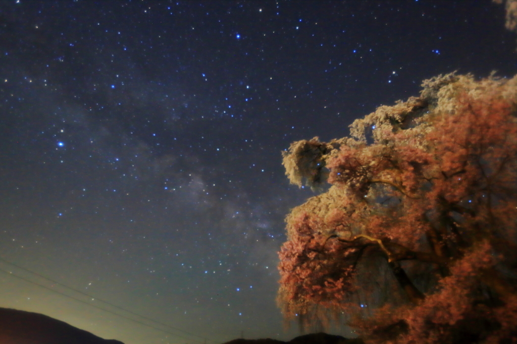 勝間の夜桜