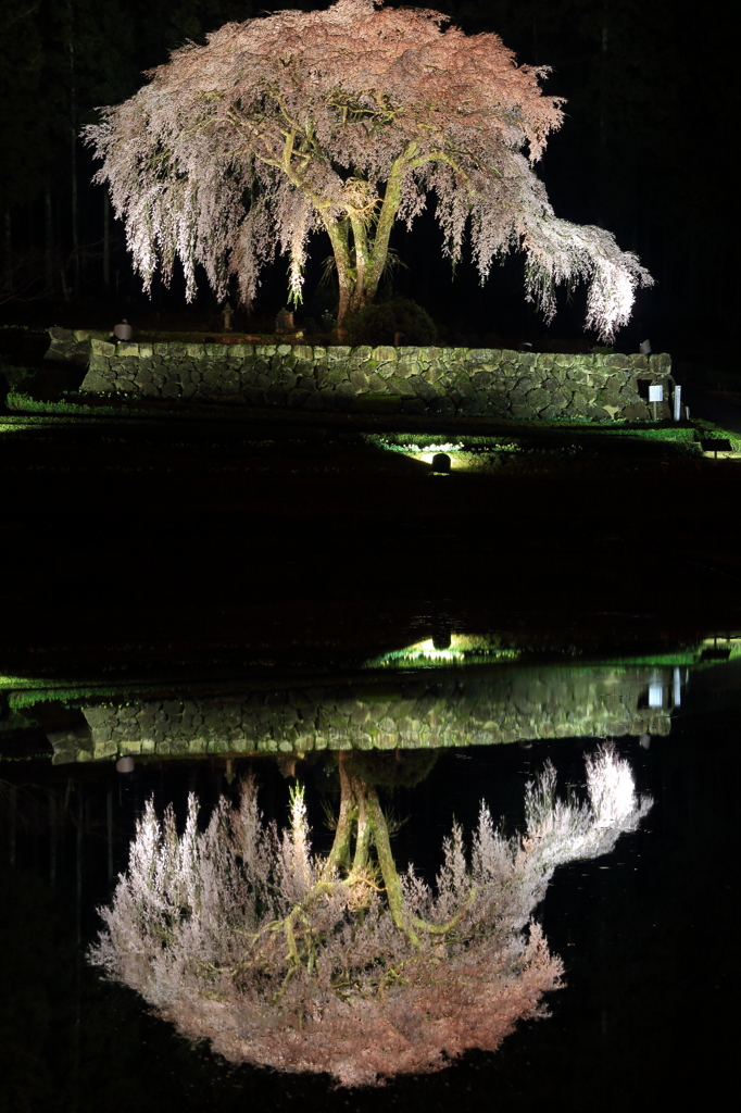 くらげ桜2016