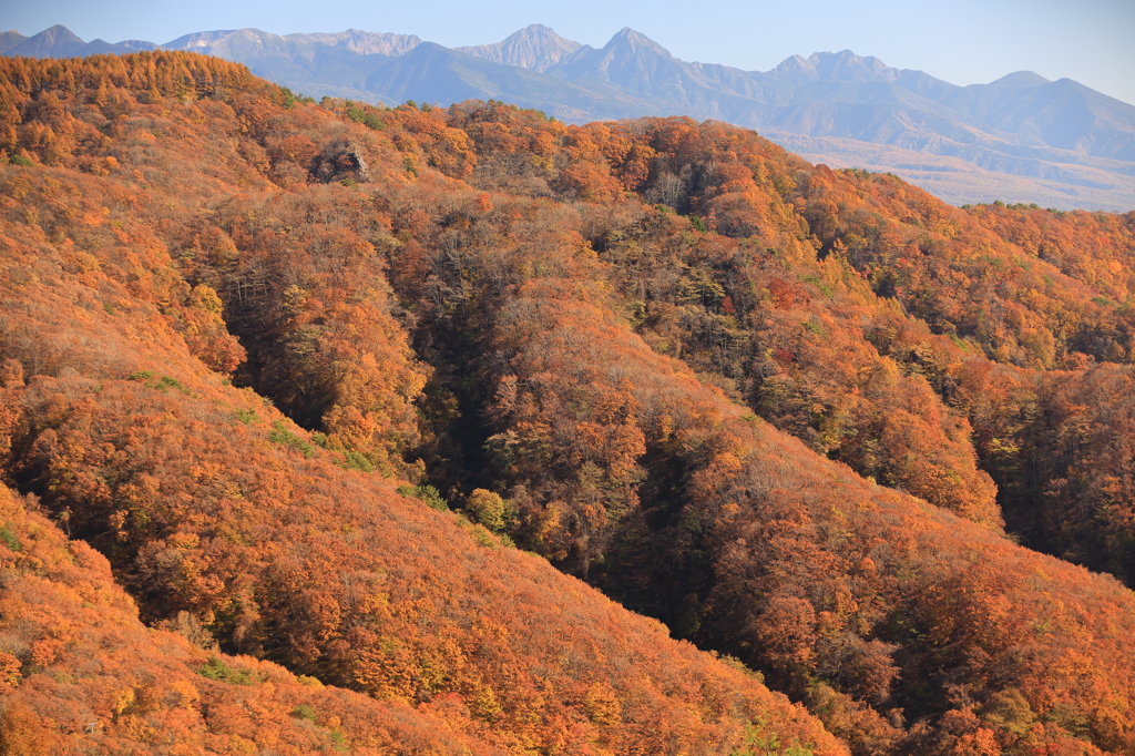 秋色絨毯に八ヶ岳連峰を添えて