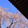 光前寺の桜