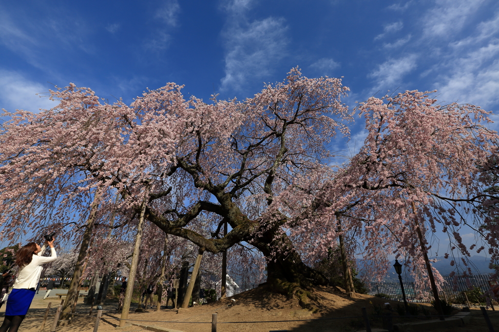 舞台桜