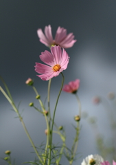 雨上がりの秋桜