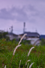 梅雨入り