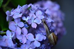 カタツムリと紫陽花