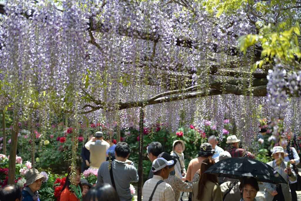由志園　藤