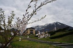 サクラと大山