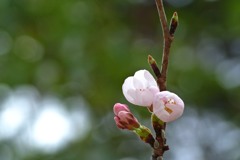 桜一分咲き