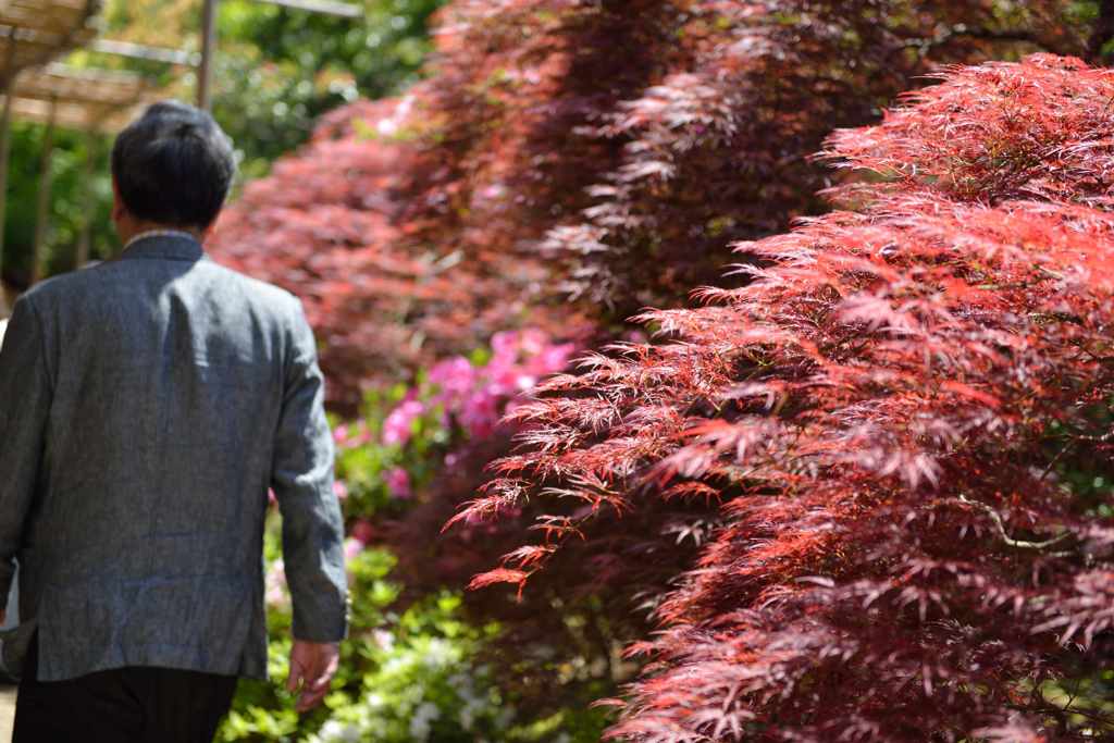 由志園　紅葉