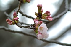 桜蕾