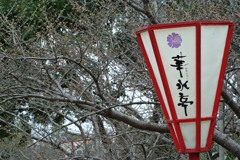 桜祭りまであと少し